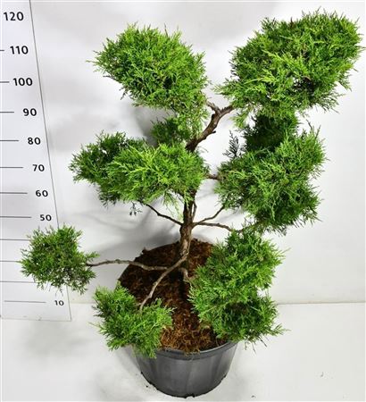 Juniperus Pfitz Old Gold