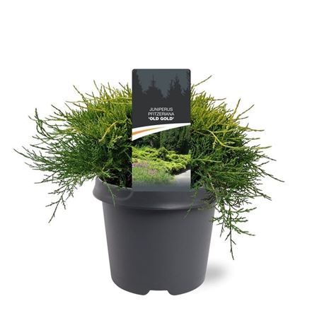 Juniperus Pfit Old Gold
