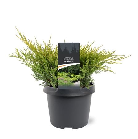 Juniperus Pfit Old Gold