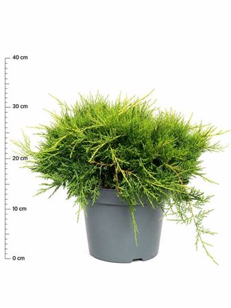 Juniperus Pfitz Old Gold