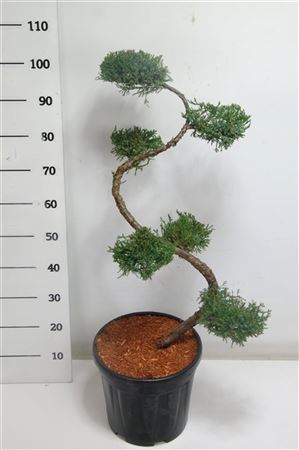 Juniperus Pfit Aurea