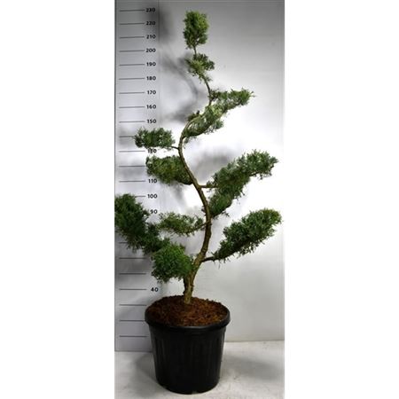 Juniperus Pfitz Glauca
