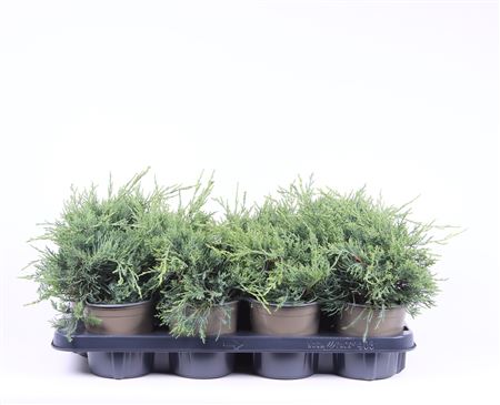 Juniperus Pfit Pfitzeriana Glauca