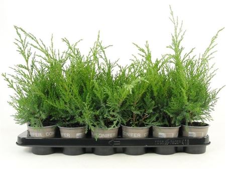 Juniperus Pfit Glauca