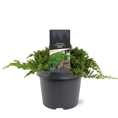 Juniperus Proc Nana