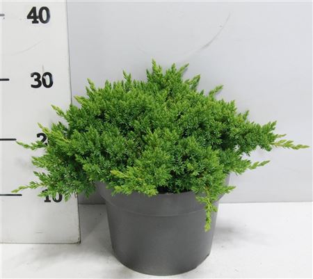 Juniperus Proc Nana