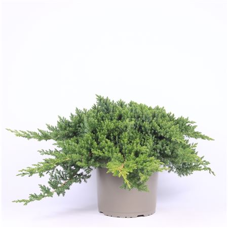 Juniperus Proc Nana
