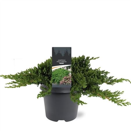 Juniperus Proc Nana