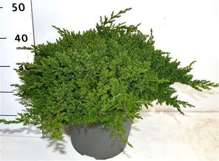 Juniperus Proc Nana