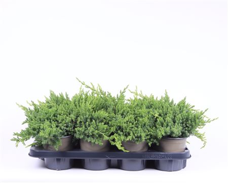 Juniperus Proc Nana