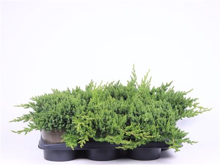 Juniperus Proc Nana