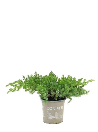 Juniperus Proc Nana