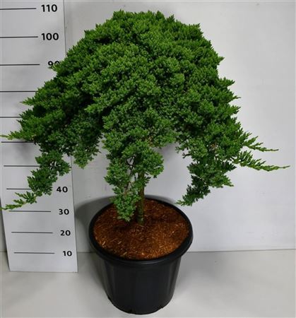 Juniperus Proc Nana