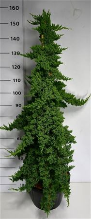 Juniperus Proc Nana