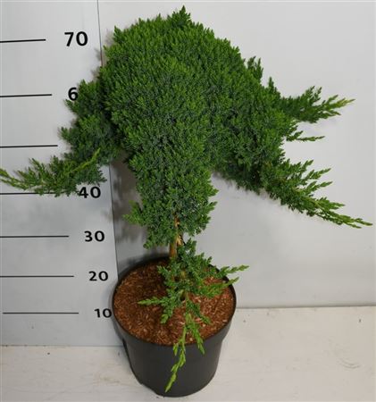 Juniperus Proc Nana On Stem