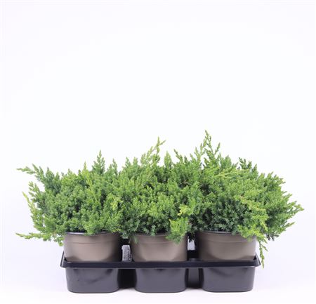 Juniperus Procumbens Nana