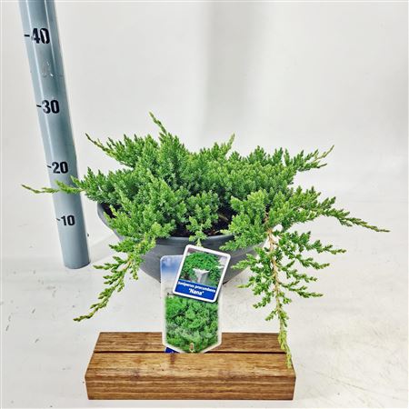 Juniperus Proc Nana