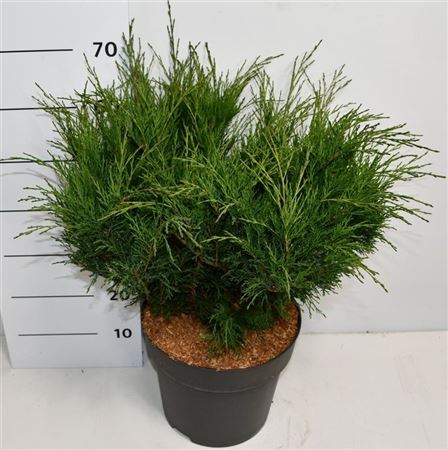 Juniperus Sabina