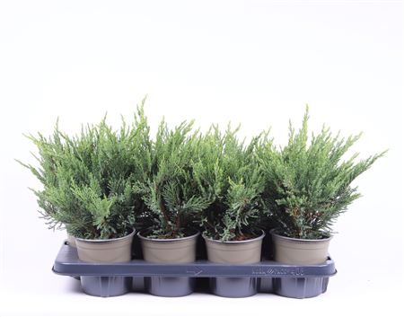Juniperus Sabina