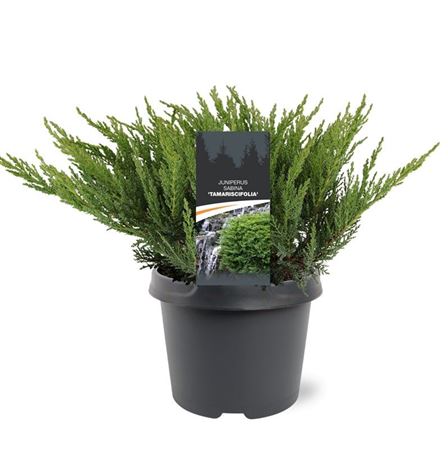 Juniperus Sab Tamariscifolia