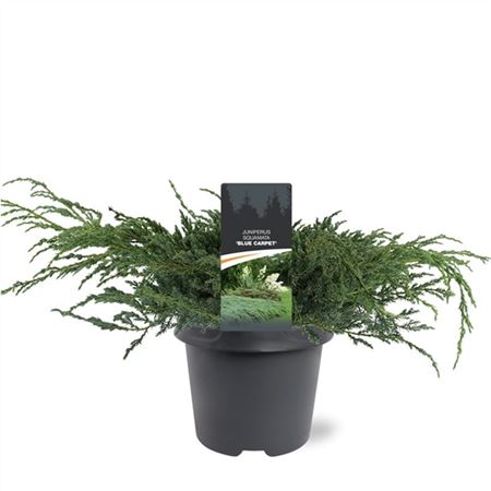 Juniperus Squa Blue Carpet
