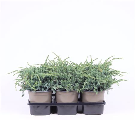 Juniperus Squa Blue Carpet