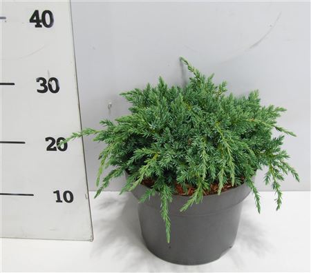 Juniperus Squa Blue Carpet