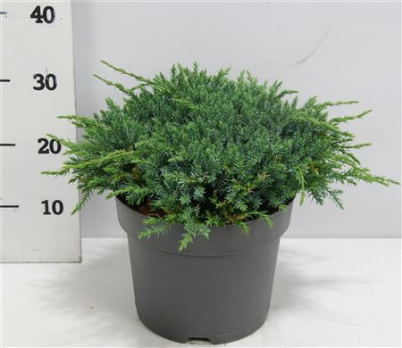 Juniperus Squa Blue Carpet