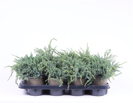 Juniperus Squa Blue Carpet