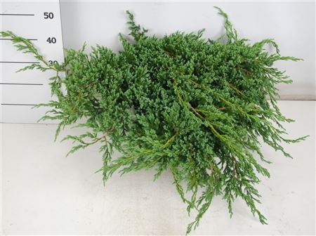 Juniperus Squa Blue Carpet