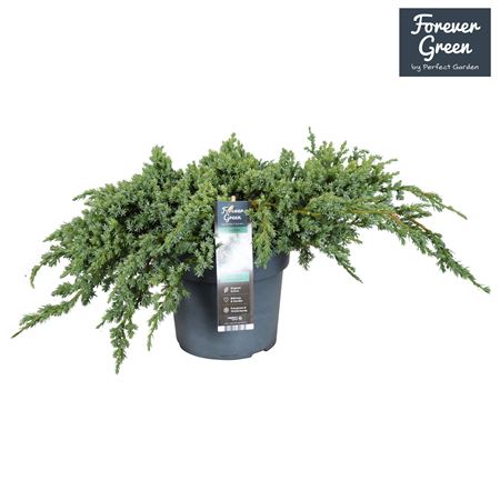 Juniperus Squa Blue Carpet