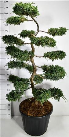 Juniperus Squa Blue Carpet