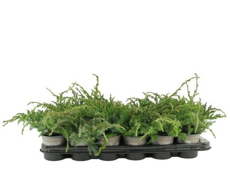 Juniperus Squa Blue Carpet