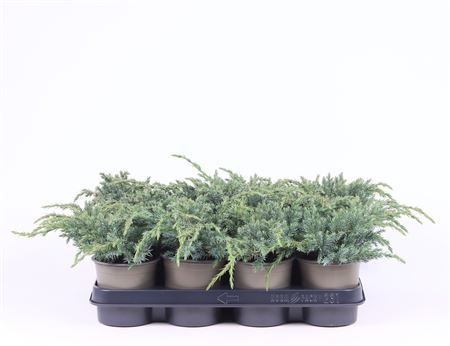 Juniperus Squa Blue Carpet