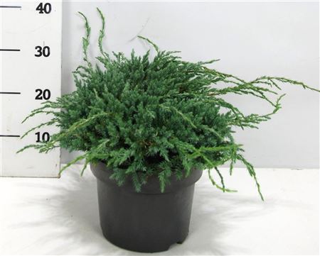 Juniperus Squa Blue Carpet