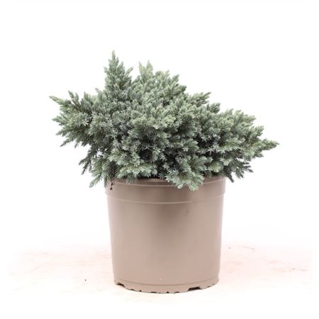 Juniperus Squa Blue Star