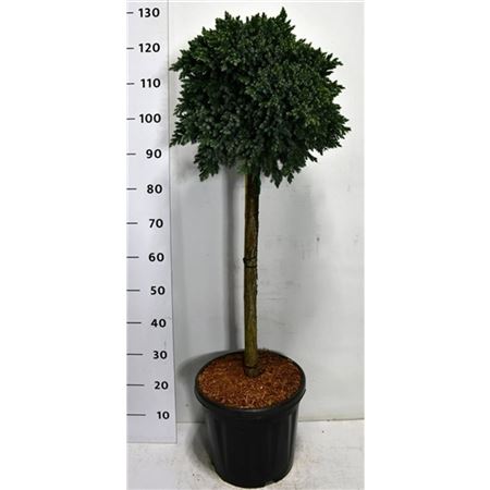Juniperus Squa Blue Star
