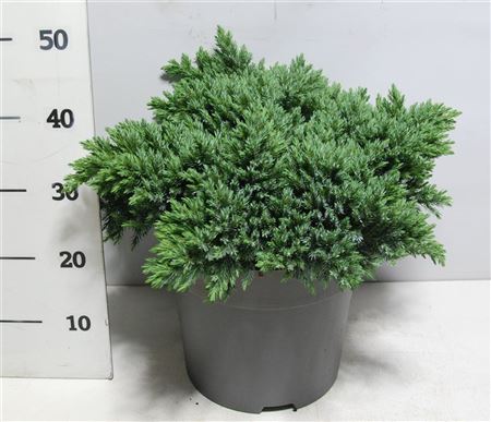 Juniperus Squa Blue Star