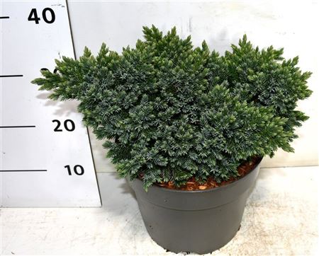 Juniperus Squa Blue Star