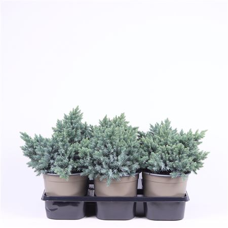 Juniperus Squa Blue Star