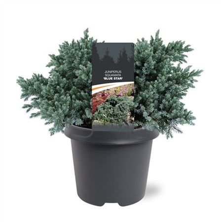Juniperus Squa Blue Star