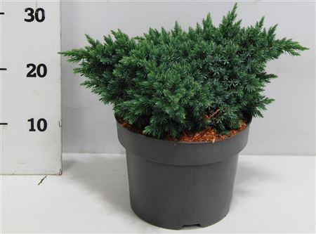 Juniperus Squa Blue Star