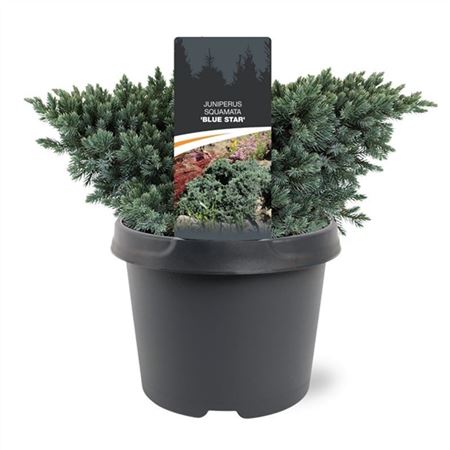 Juniperus Squa Blue Star