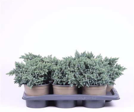 Juniperus Squa Blue Star