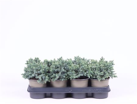 Juniperus Squa Blue Star