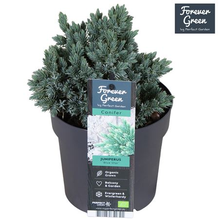 Juniperus Squa Blue Star