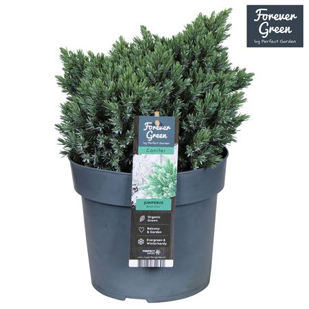 Juniperus Squa Blue Star