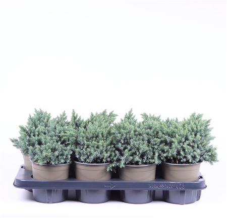 Juniperus Squa Blue Star