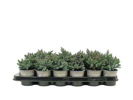 Juniperus Squa Blue Star