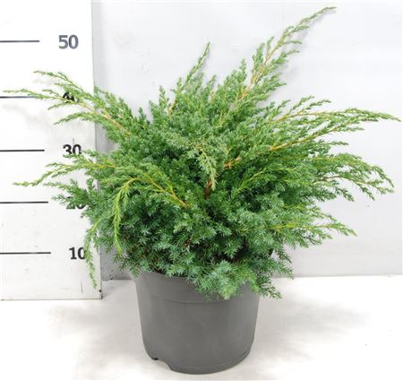 Juniperus Squa Blue Swede